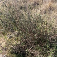 Pavonia hastata at Coombs, ACT - 11 Aug 2024