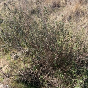 Pavonia hastata at Coombs, ACT - 11 Aug 2024