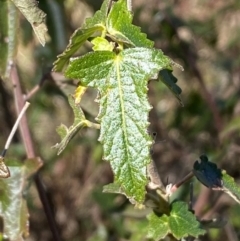 Pavonia hastata at Coombs, ACT - 11 Aug 2024