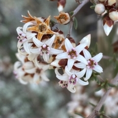 Cryptandra speciosa subsp. speciosa (Silky Cryptandra) at Coombs, ACT - 11 Aug 2024 by SteveBorkowskis