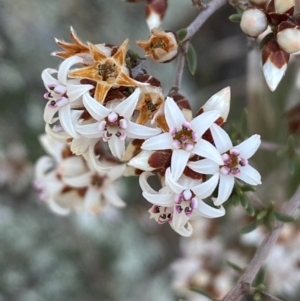 Cryptandra speciosa subsp. speciosa at Coombs, ACT - 11 Aug 2024