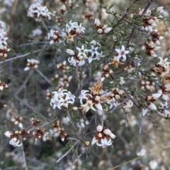 Cryptandra speciosa subsp. speciosa at Coombs, ACT - 11 Aug 2024 11:49 AM