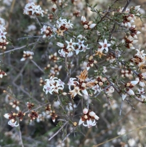 Cryptandra speciosa subsp. speciosa at Coombs, ACT - 11 Aug 2024