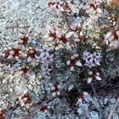 Cryptandra speciosa subsp. speciosa at Coombs, ACT - 11 Aug 2024 11:49 AM