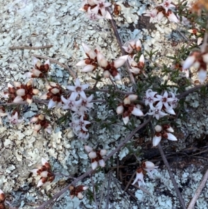 Cryptandra speciosa subsp. speciosa at Coombs, ACT - 11 Aug 2024