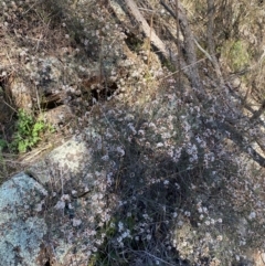 Cryptandra speciosa subsp. speciosa at Coombs, ACT - 11 Aug 2024