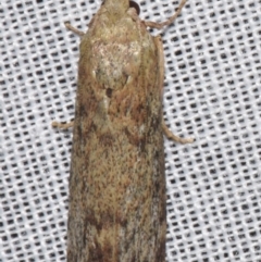 Lamoria eumeces (A Pyralid moth (Galleriinae)) at Sheldon, QLD - 8 Mar 2024 by PJH123