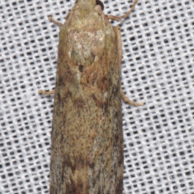 Lamoria eumeces (A Pyralid moth (Galleriinae)) at Sheldon, QLD - 8 Mar 2024 by PJH123