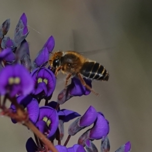 Trichocolletes orientalis at Hall, ACT - 11 Aug 2024