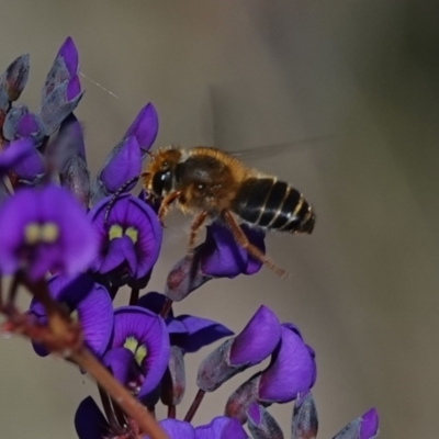 Trichocolletes orientalis (Colletid bee) at Hall, ACT - 11 Aug 2024 by Anna123