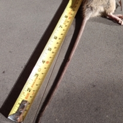 Rattus rattus at Florey, ACT - 11 Aug 2024