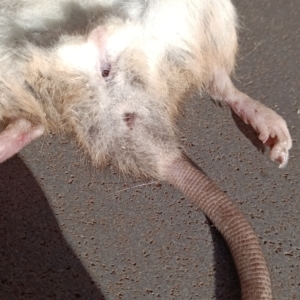 Rattus rattus at Florey, ACT - suppressed