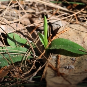 Pterostylis sp. at Moruya, NSW - suppressed