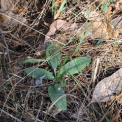 Pterostylis sp. at Moruya, NSW - suppressed