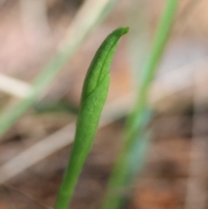 Pterostylis sp. at Moruya, NSW - suppressed