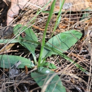 Pterostylis sp. at Moruya, NSW - suppressed