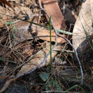 Pterostylis sp. at Moruya, NSW - suppressed