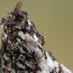 Papyrius sp. (genus) (A Coconut Ant) at Hall, ACT - 11 Aug 2024 by Anna123