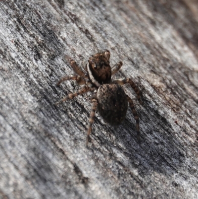 Salticidae (family) (Unidentified Jumping spider) at Hall, ACT - 10 Aug 2024 by Anna123