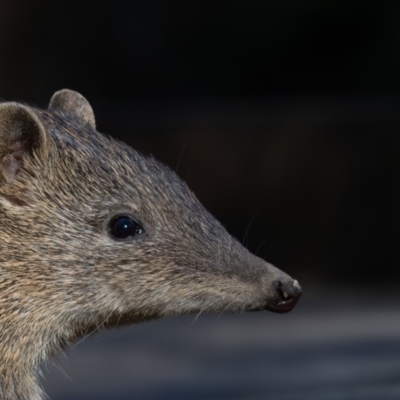 Isoodon obesulus obesulus (Southern Brown Bandicoot) at Paddys River, ACT - 10 Aug 2024 by rawshorty