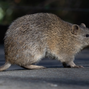 Isoodon obesulus obesulus at Paddys River, ACT - 11 Aug 2024