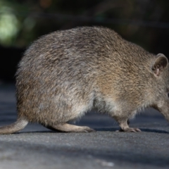 Isoodon obesulus obesulus at Paddys River, ACT - 11 Aug 2024