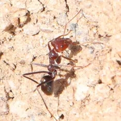 Iridomyrmex purpureus (Meat Ant) at Manton, NSW - 9 Aug 2024 by ConBoekel