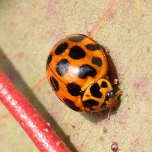 Harmonia conformis at Manton, NSW - 9 Aug 2024 11:53 AM