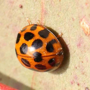 Harmonia conformis at Manton, NSW - 9 Aug 2024