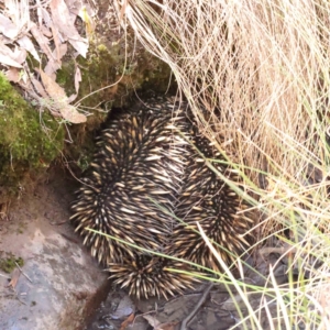 Tachyglossus aculeatus at Jerrawa, NSW - 9 Aug 2024 01:09 PM