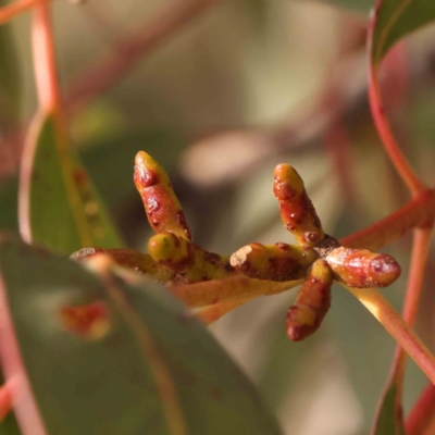 Eucalyptus nortonii (Mealy Bundy) at Manton, NSW - 9 Aug 2024 by ConBoekel