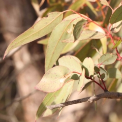 Eucalyptus nortonii at Manton, NSW - 9 Aug 2024