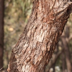 Eucalyptus nortonii at Manton, NSW - 9 Aug 2024