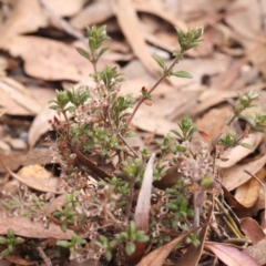 Pomax umbellata at Jerrawa, NSW - 9 Aug 2024