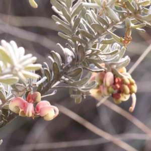 Grevillea lanigera at Jerrawa, NSW - 9 Aug 2024