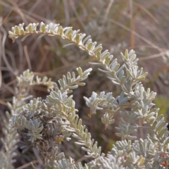 Grevillea lanigera at Jerrawa, NSW - 9 Aug 2024