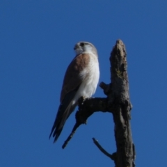 Falco cenchroides (Nankeen Kestrel) at Coombs, ACT - 11 Aug 2024 by SteveBorkowskis