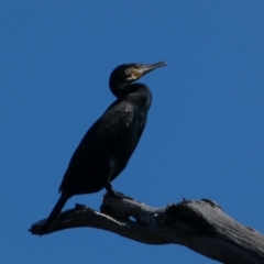 Phalacrocorax carbo at Coombs, ACT - 11 Aug 2024 01:16 PM