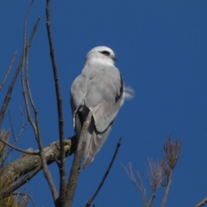 Elanus axillaris at Coombs, ACT - 11 Aug 2024 01:31 PM