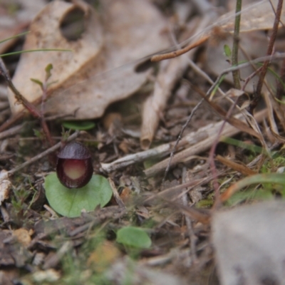 Corysanthes incurva (Slaty Helmet Orchid) at Aranda, ACT - 10 Aug 2024 by BB23