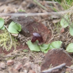 Corysanthes incurva at suppressed - 10 Aug 2024