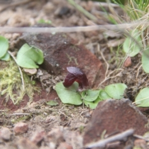 Corysanthes incurva at suppressed - 10 Aug 2024