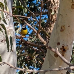 Pachycephala pectoralis (Golden Whistler) at Lawson, ACT - 11 Aug 2024 by mroseby