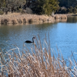 Cygnus atratus at Lawson, ACT - 11 Aug 2024