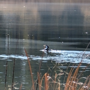 Phalacrocorax varius at Lawson, ACT - 11 Aug 2024