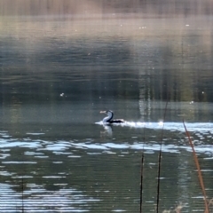 Phalacrocorax varius at Lawson, ACT - 11 Aug 2024 01:39 PM