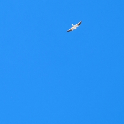 Elanus axillaris (Black-shouldered Kite) at Lawson, ACT - 11 Aug 2024 by mroseby