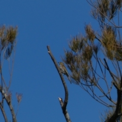 Caligavis chrysops (Yellow-faced Honeyeater) at Coombs, ACT - 11 Aug 2024 by SteveBorkowskis