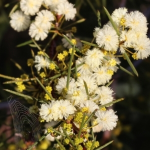 Acacia genistifolia at Wodonga, VIC - 11 Aug 2024 08:59 AM