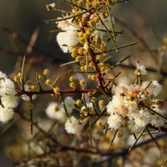 Acacia genistifolia at Wodonga, VIC - 11 Aug 2024